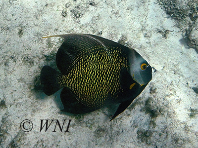 French Angelfish (Pomacanthus paru)